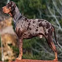 A photograph of the Catahoula Leopard Dog