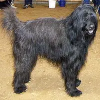 A photograph of the Catalan sheepdog