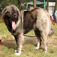 A photograph of the Caucasian Shepherd