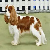 A photograph of the Cavalier King Charles Spaniel