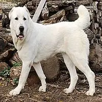 A photograph of the Central Asian Shepherd