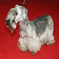 A photograph of the Cesky Terrier
