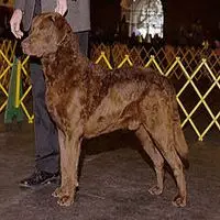 A photograph of the Chesapeake Bay Retriever