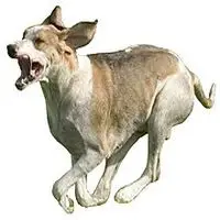 A photograph of the Chien Français Blanc et Orange