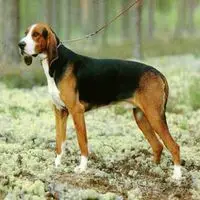 A photograph of the Chien Français Tricolore