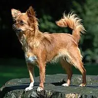 A photograph of the Chihuahua