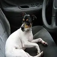 A photograph of the Chilean Terrier