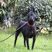 A photograph of the Chinese Chongqing Dog