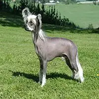 A photograph of the Chinese Crested Dog