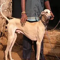 A photograph of the Chippiparai