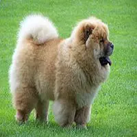 A photograph of the Chow Chow
