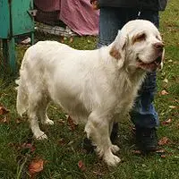 A photograph of the Clumber Spaniel