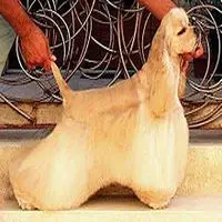 A photograph of the Cocker Spaniel