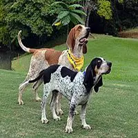 A photograph of the Colombian Fino Hound (Standard)