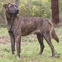 A photograph of the Corsican Dog