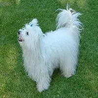 A photograph of the Coton de Tulear