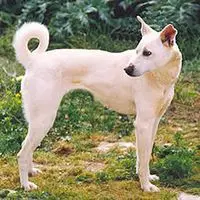 A photograph of the Cretan hound