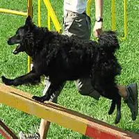 A photograph of the Croatian Sheepdog