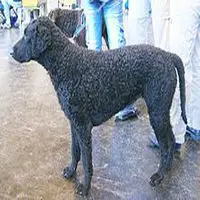 A photograph of the Curly-coated Retriever