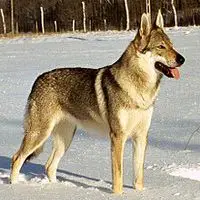 A photograph of the Czechoslovakian Wolfdog