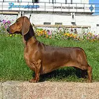 A photograph of the Dachshund (Standard)