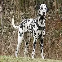 A photograph of the Dalmatian