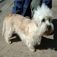 A photograph of the Dandie Dinmont Terrier