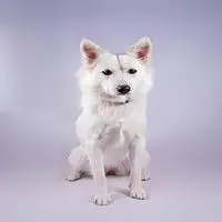 A photograph of the Danish Spitz