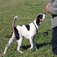 A photograph of the Danish–Swedish Farmdog