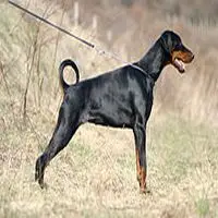 A photograph of the Dobermann