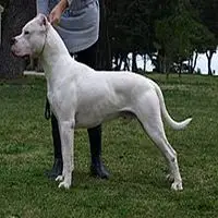 A photograph of the Dogo Argentino
