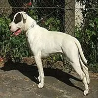A photograph of the Dogue Brasileiro