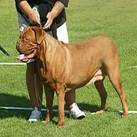 A photograph of the Dogue de Bordeaux