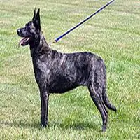 A photograph of the Dutch Shepherd