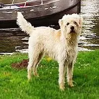 A photograph of the Dutch Smoushond