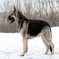 A photograph of the East European Shepherd