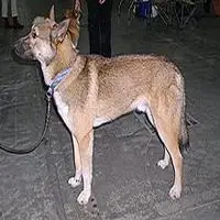 A photograph of the East Siberian Laika