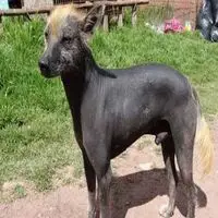 A photograph of the Ecuadorian Hairless Dog