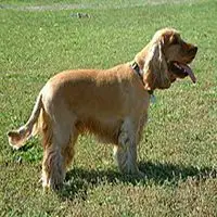 A photograph of the English Cocker Spaniel