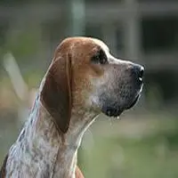 A photograph of the English Foxhound