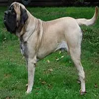 A photograph of the English Mastiff