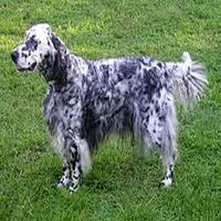 A photograph of the English Setter