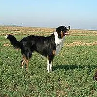A photograph of the English Shepherd