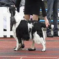 A photograph of the English Springer Spaniel