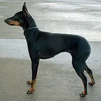 A photograph of the English Toy Terrier (Black & Tan)