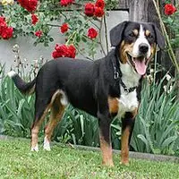 A photograph of the Entlebucher Sennenhund