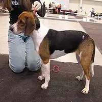 A photograph of the Estonian Hound