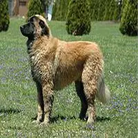 A photograph of the Estrela Mountain Dog