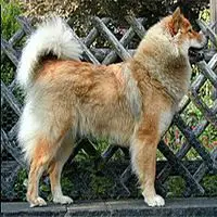 A photograph of the Eurasier