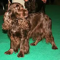 A photograph of the Field Spaniel